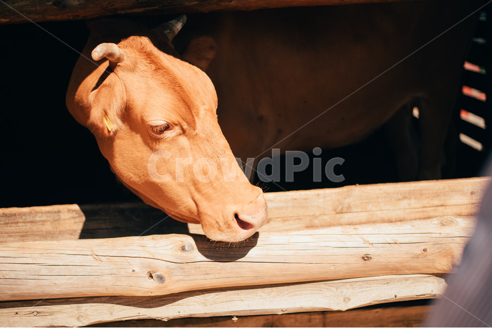 소,cow,동물,목장,눈,동물,animal,포유류,mammal,산업,industry,industrial,목축업,목장,livestock farming,ranching,pasture