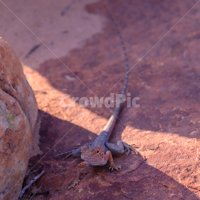 도마뱀,lizard,파충류,울룰루도마뱀,uluru