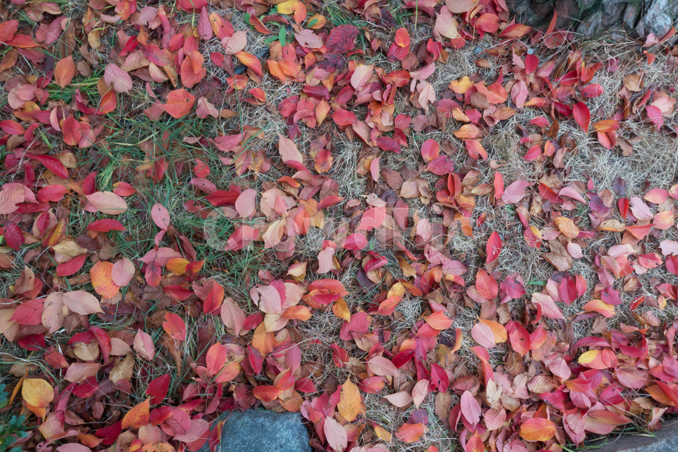낙엽,가을,계절,자연색상,자연,배경,바위,잎,가을,계절,fall,autumn,season,식물,자연,plants,nature