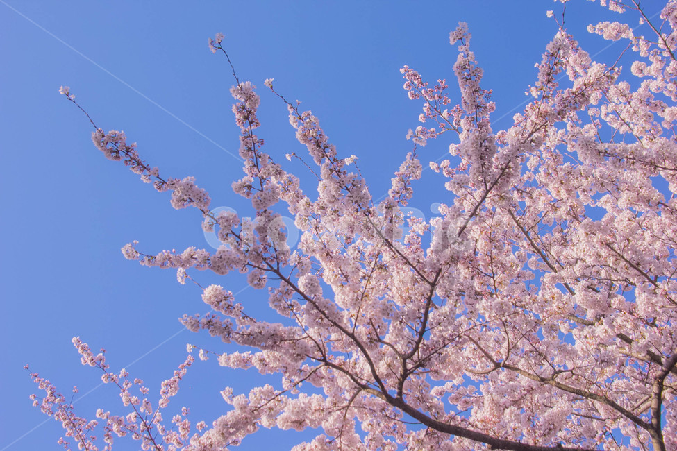 벚꽃,봄꽃,cherryblossom,봄분위기,spring,꽃