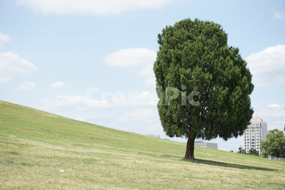 나홀로나무,올림픽공원,산책,몽촌토성,풍경,자연,자연,풍경,nature,landscape,식물,plants,나무,trees,wood,tree,plant,tree trunk,나무 줄기