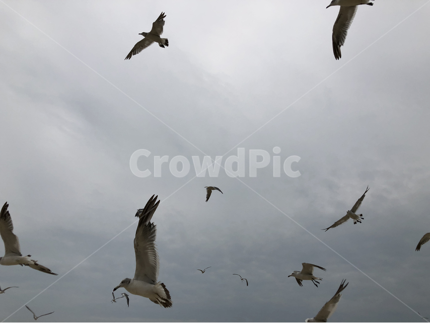 갈매기,seagull,새,하늘,비행,bird,동물,animal,조류,새,birds