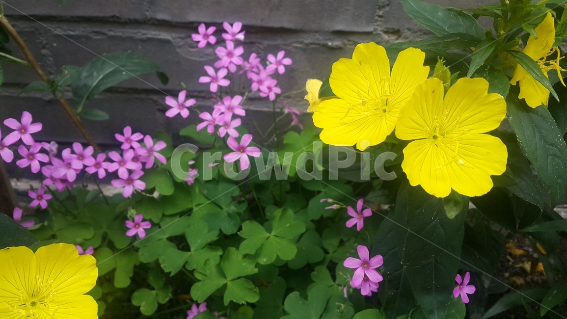 꽃,계절,식물,컬러,핑크,pink,flower,plant,season,분홍색,여름