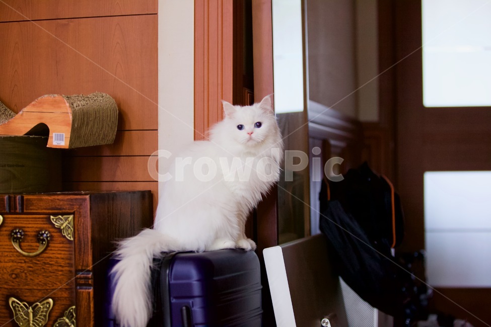 고양이,냐옹이,냥냥,집사,cat,cats,개냥이,야용이,반려묘,터키쉬앙고라,tuckishangora,pet,mew,야옹,냥냥펀치,동물,animal,포유류,mammal,고양이,cat,kitten,kitty