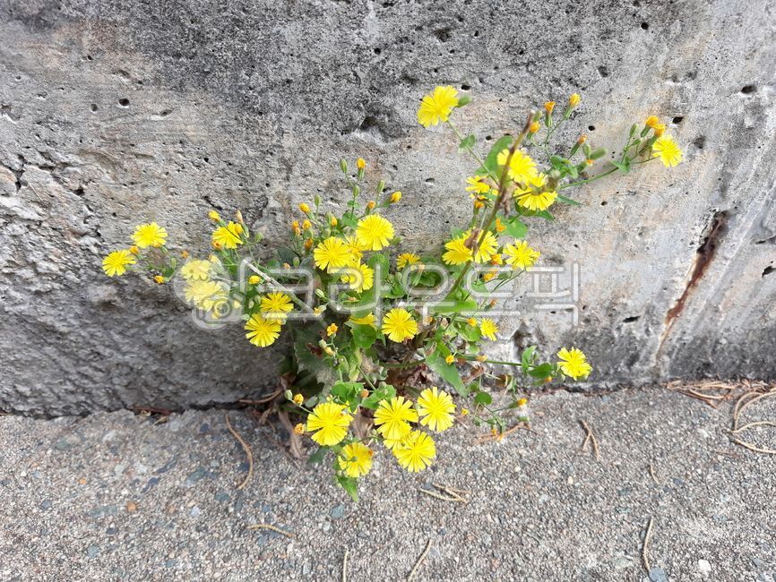 flowers,nature,yellow,life,wildflowers,grass,street,yellow flowers,fence,wall