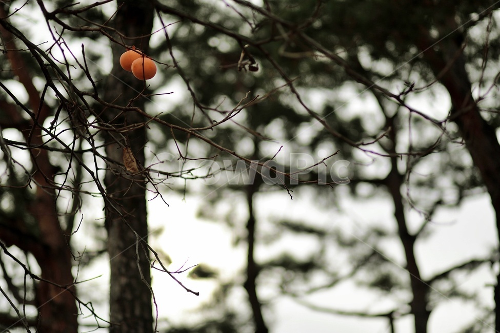 감,감나무,가을,나무,persimmontree,fall,그림자,실루엣,가을,계절,fall,autumn,season,나무,trees,wood,plant,식물,food,음식,fruit,과일