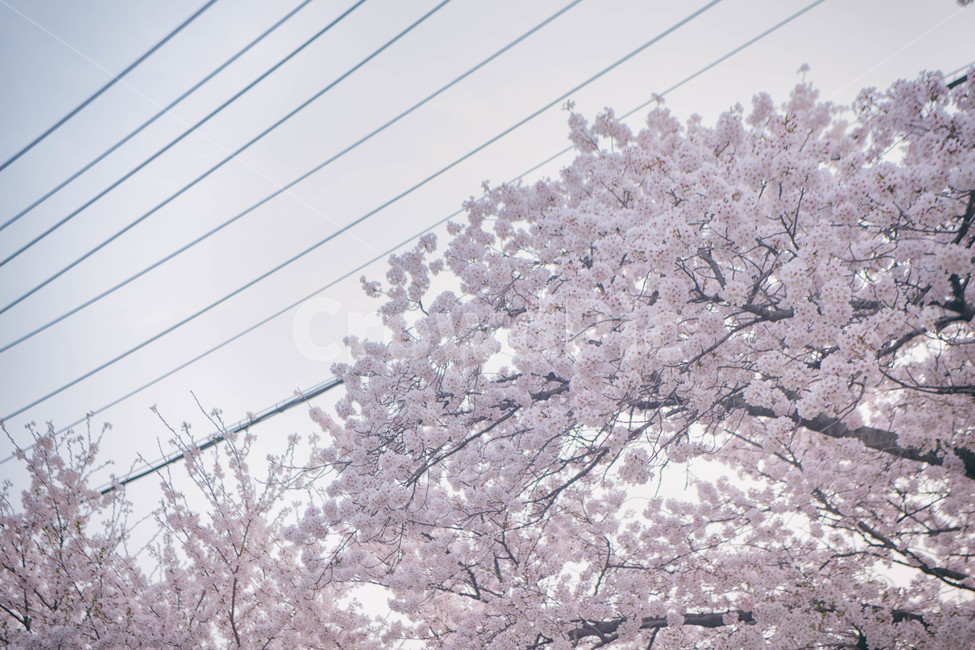 봄,계절,벚꽃,자연,풍경,봄꽃,꽃,blossom,cherryblossom,식물,plant,spring,season,nature,landscape,봄,계절,spring,season,자연,풍경,nature,landscape,flower