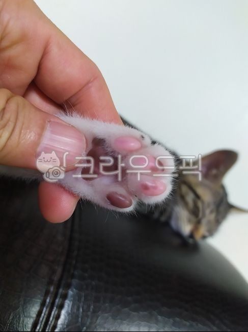 cat toe,cats paw,kitten paws,baby cat hair,cat hair
