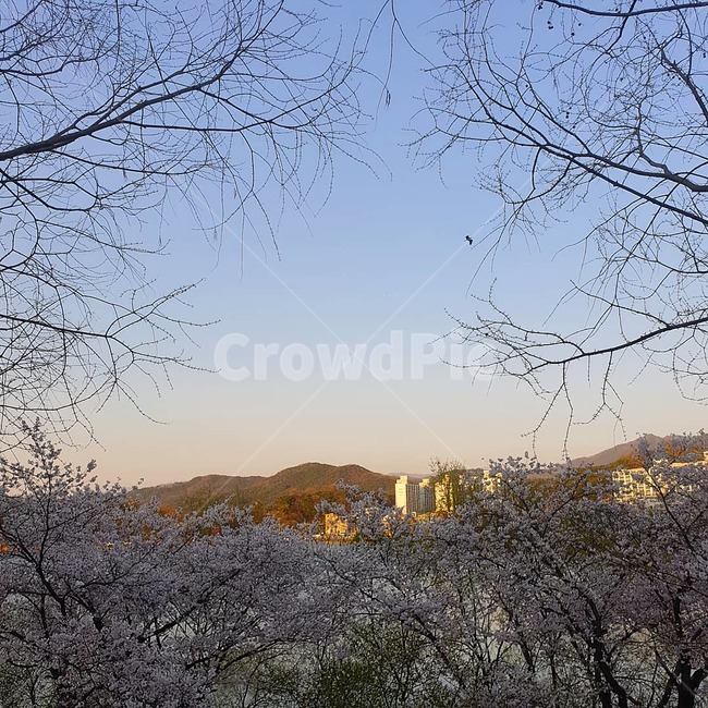 벛꽃,산,나무,아파트,새
