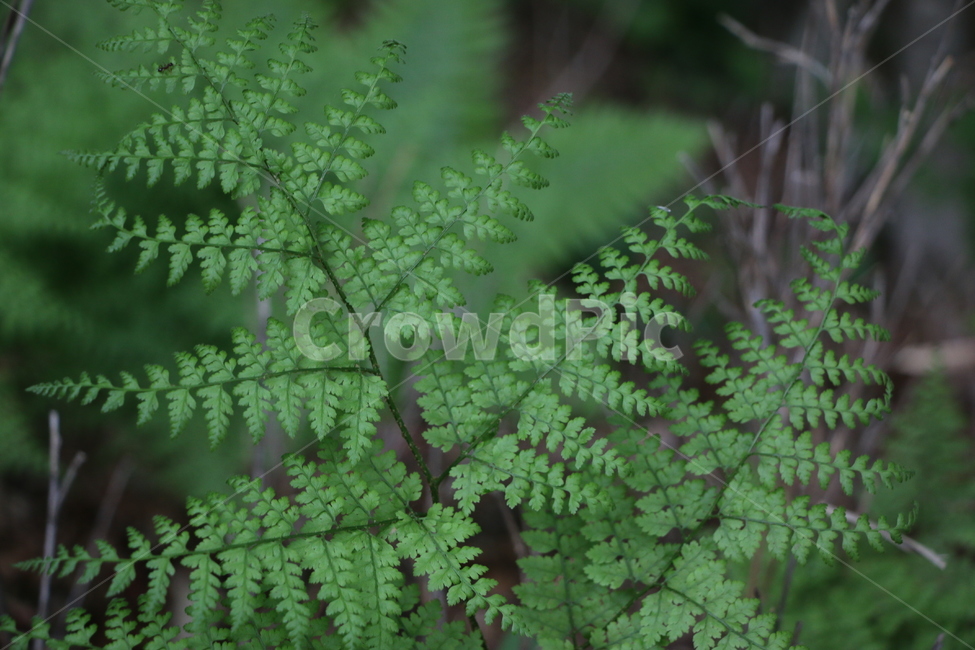 식물,산,풀,들판,자연,plant,양치류,fern,풀잎,잎,푸른색,색감,색체,감성,산풀,식물,자연,plants,nature