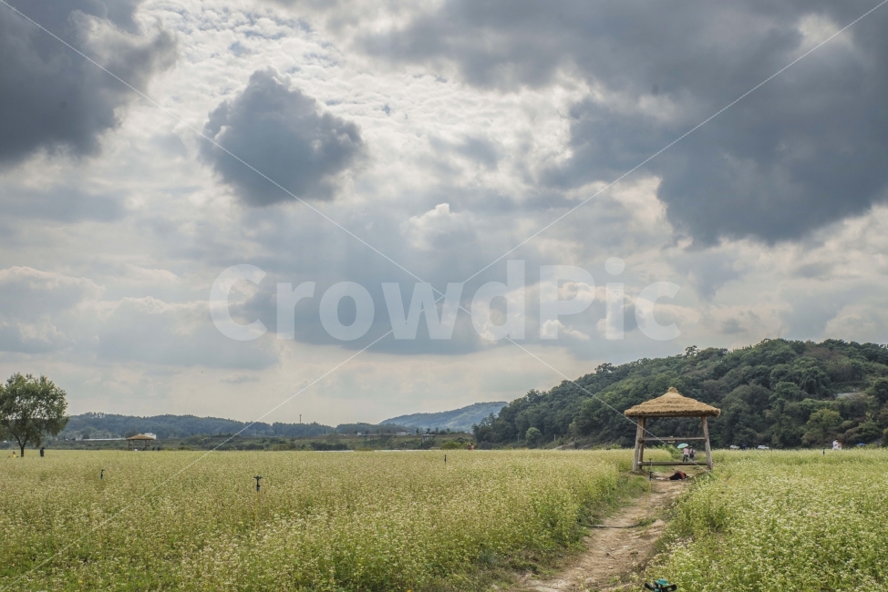 메밀꽃,꽃밭,오두막,하늘,풍경,구름,자연,풍경,nature,landscape,한국자연풍경,한국자연경관,korea nature landscape,시골,마을,country,rural,town,outdoors,옥외,grassland,목초지,field,들