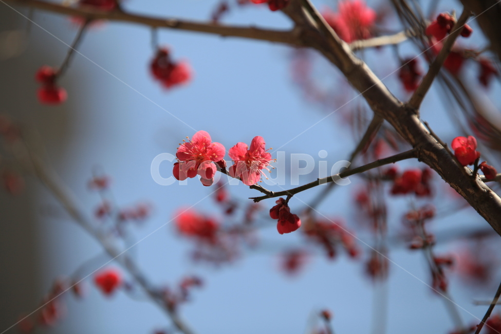 plant,식물,blossom,flower,홍매화,꽃,봄꽃,개화