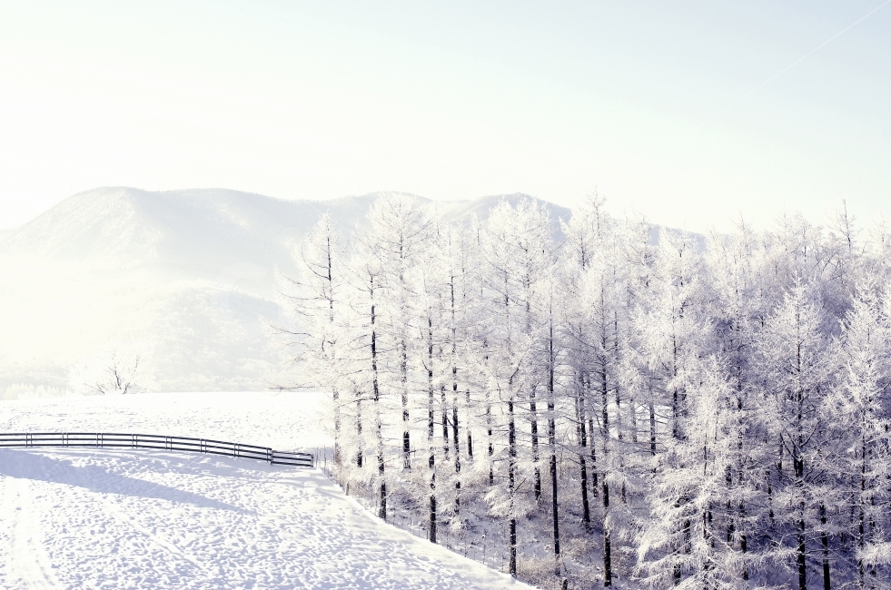 상고대,눈꽃,겨울,대관령,눈,자연,풍경,nature,landscape,겨울,계절,winter,season,outdoors,옥외,tree,나무,plant,식물,fir,전나무