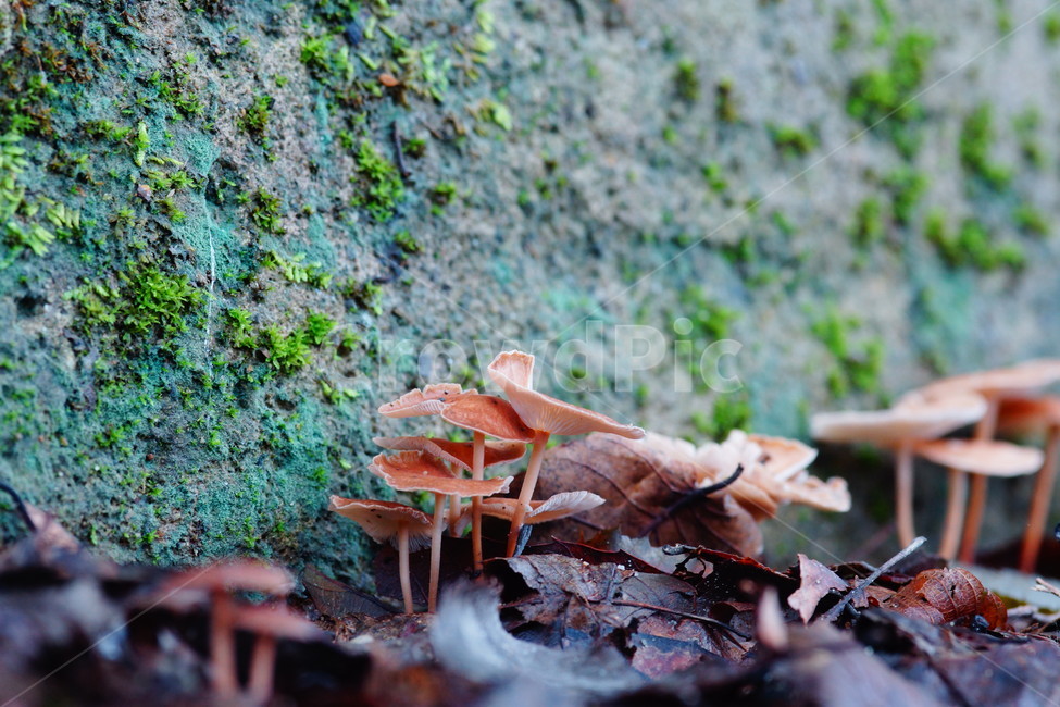 fungus,식물,mushroom,amanita,버섯,버섯,mushroom