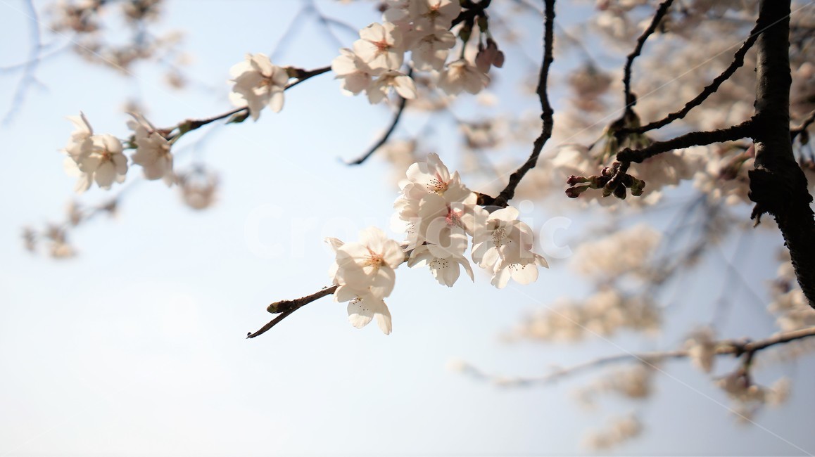 さくら,cherryblossoms,spring,하늘,벚꽃,사쿠라,봄,계절,spring,season