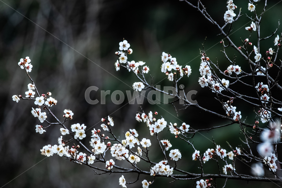 봄,꽃,매화,청매화,산책,축제,봄,계절,spring,season,식물,자연,plants,nature,꽃,flower,plant,blossom