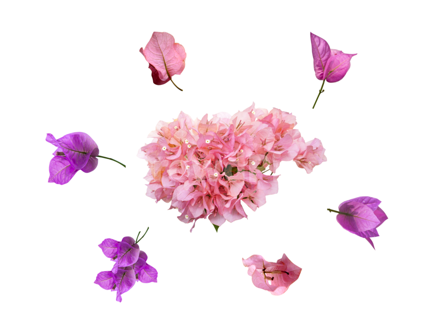 이벤트,행사,특별한,스페셜,사랑,부겐베리아,화초,아름답다,생화,dahlia,꽃잎,flower,달리아,petal,꽃,blossom,식물,plant,꽃,flower,누끼,remove background