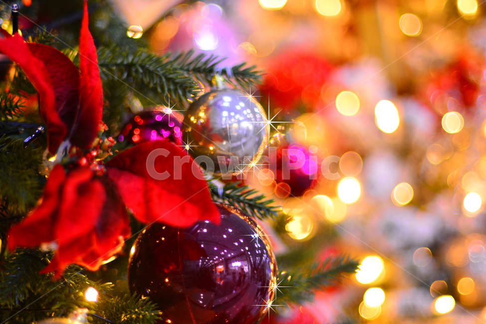 포인세티아,성탄절,식물,크리스마스,christmas,xmas,나무,장식물,열매,년말장식,데코레이션,decoration,red,빨강색,꽃,배경,바탕,백그라운드