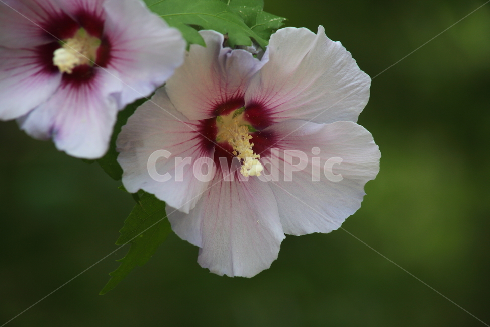 꽃,무궁화,식물,roseofsharon,목근화