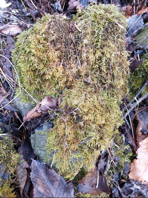 이끼,moss,낙엽,자연,가을,식물,fallenleaves,autumn,nature,한국자연풍경
