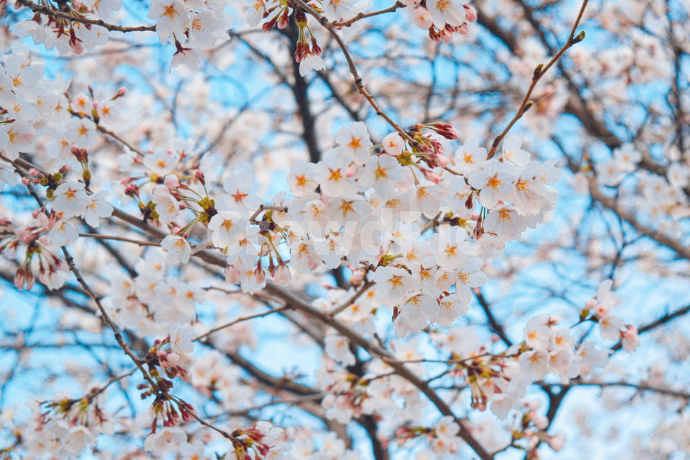 plant,식물,flower,꽃,blossom,cherryblossom,벚꽃