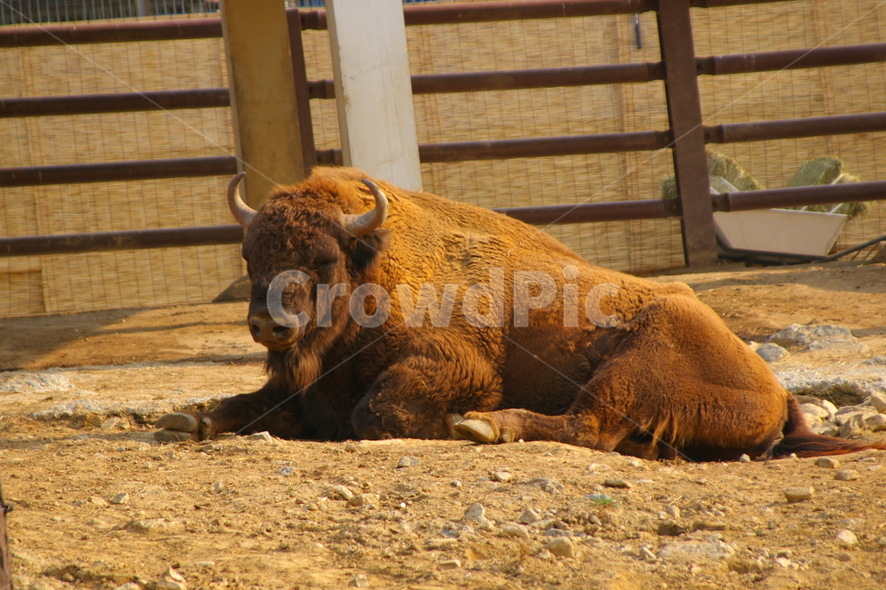 wildlife,야생동물,animal,동물,mammal,포유류,소,들소,동물,animal,포유류,mammal
