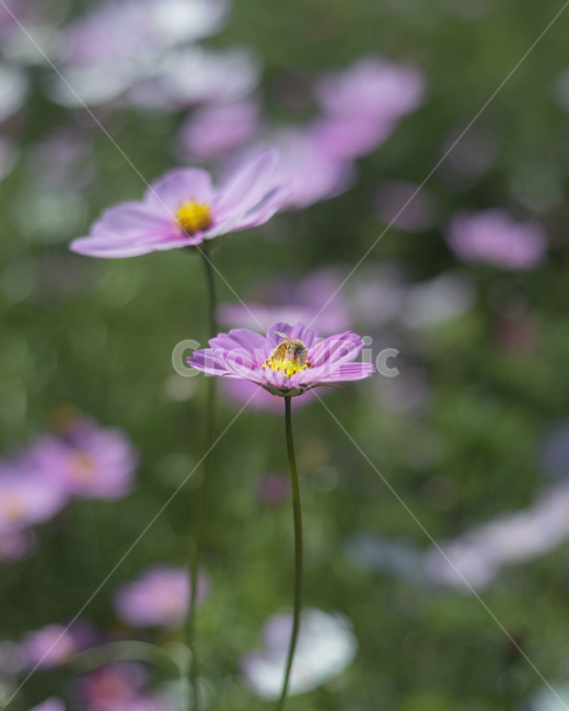 가을,꽃,코스모스,공원,하늘공원,가을,계절,fall,autumn,season,식물,자연,plants,nature,꽃,flower,geranium,제라늄,blossom,plant