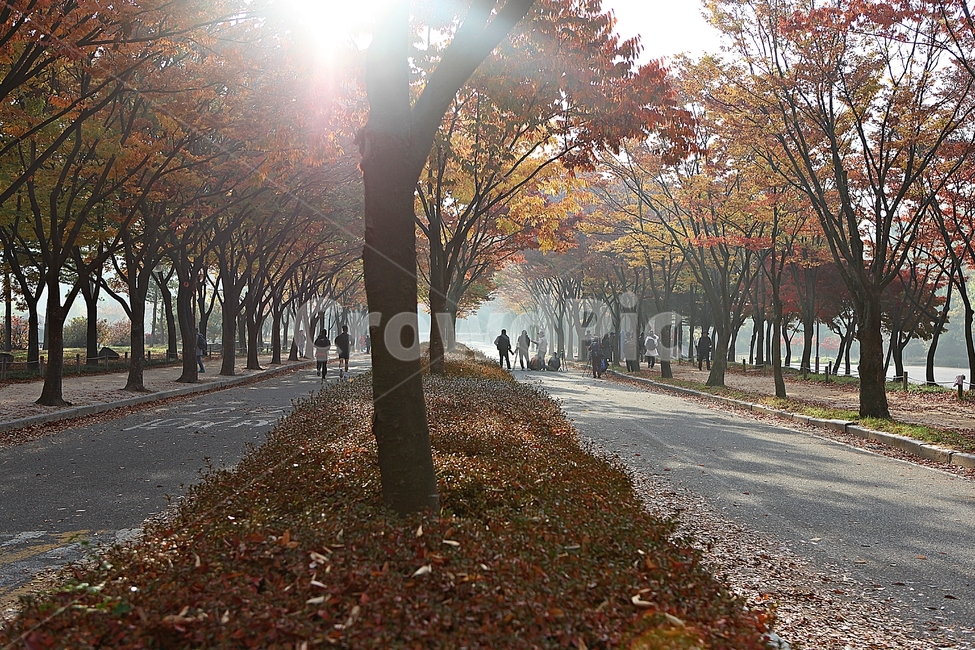 길,단풍길,조깅,사람,단풍,낙엽,산책로,로드,식물,자연,풍경,인천대공원,안개,가을,계절,fall,autumn,season,자연,풍경,nature,landscape,tree,나무,tree trunk,나무 줄기,plant