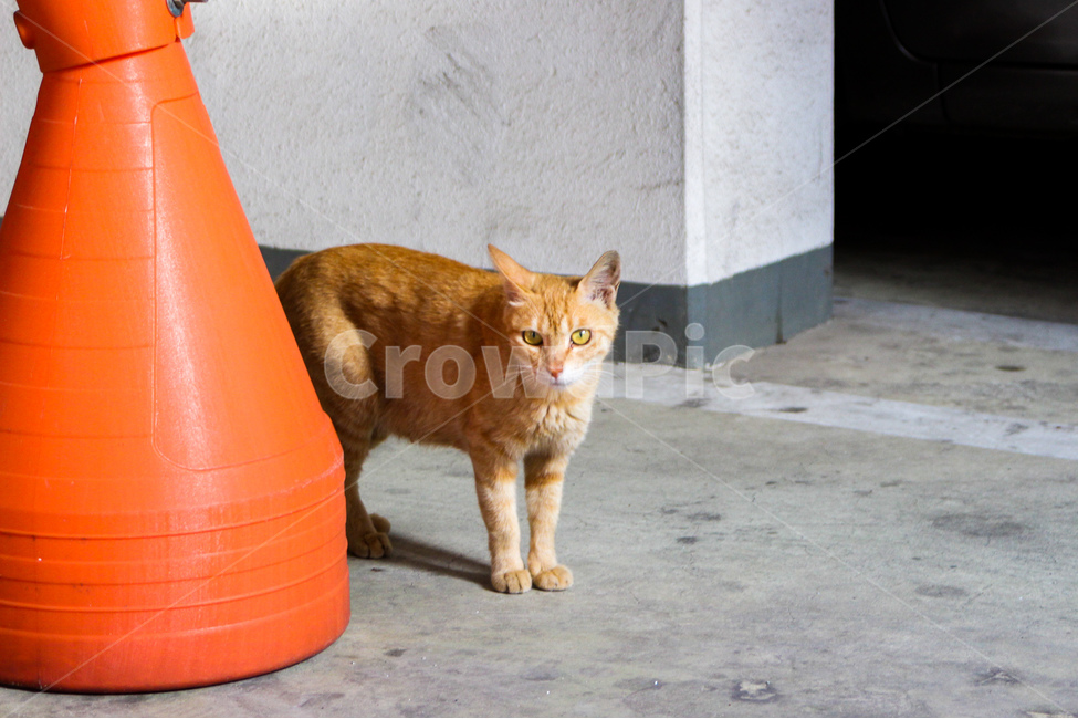 동물,고양이,animal,cat,길고양이,표정,얼굴,귀여움,감성사진,동물사진,face,cute,동물,animal,포유류,mammal,고양이,cat,kitten,kitty