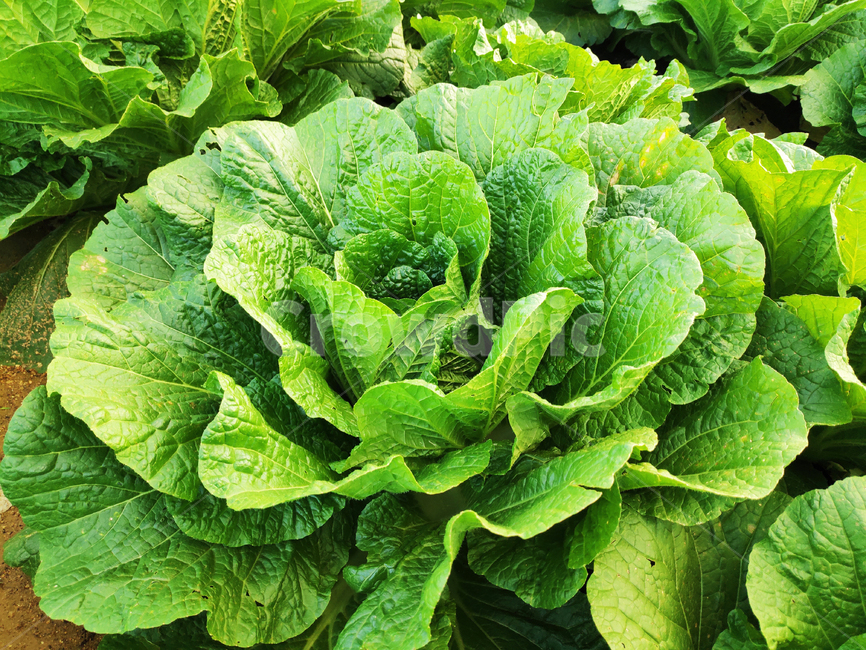 배추,야채,식물,cabbage,vegetables,plants,식물,자연,plants,nature