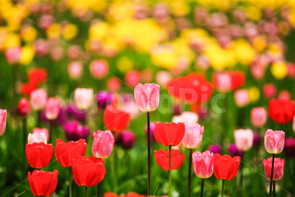 식물,꽃,튤립,분홍,대비,색감,Tulip,봄,계절,spring,season,식물,자연,plants,nature,꽃,flower,감성,sensible,feeling,색깔,색상,색채,색감,color sense,color sensitivity,feeling of color,plant