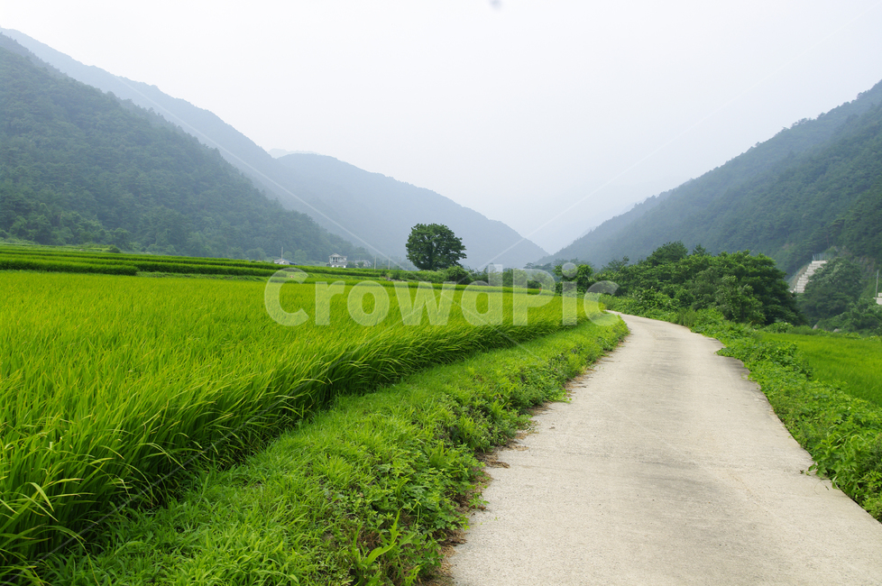 길,나무,산,풍경,식물,plant,벼,논,농촌,시골,자연,풍경,nature,landscape,grassland,목초지,outdoors,옥외,field,들,paddy field,패디 필드
