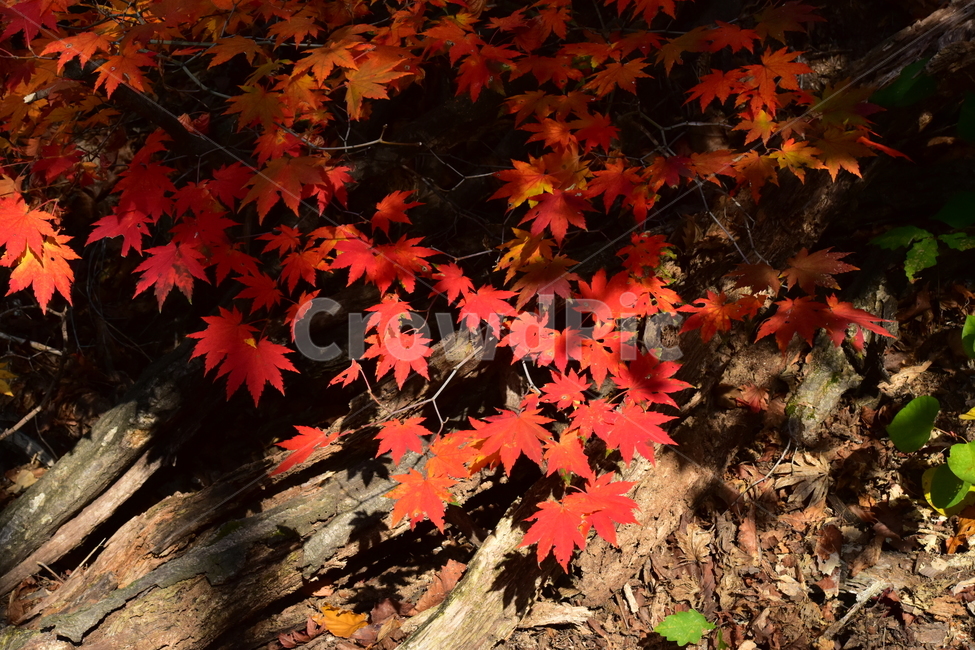 가을,단풍,자연,풍경,북한산,잎,단풍잎,붉은,나무,계절,계곡,숲,힐링,plant,fall,autumn,season,forestnature,landscape,한국자연풍경,한국자연경관,korea,tree,maple,leaf,가을,계절,fall,autumn,season,자연,풍경,nature,landscape,식물,plants,나무,trees,wood