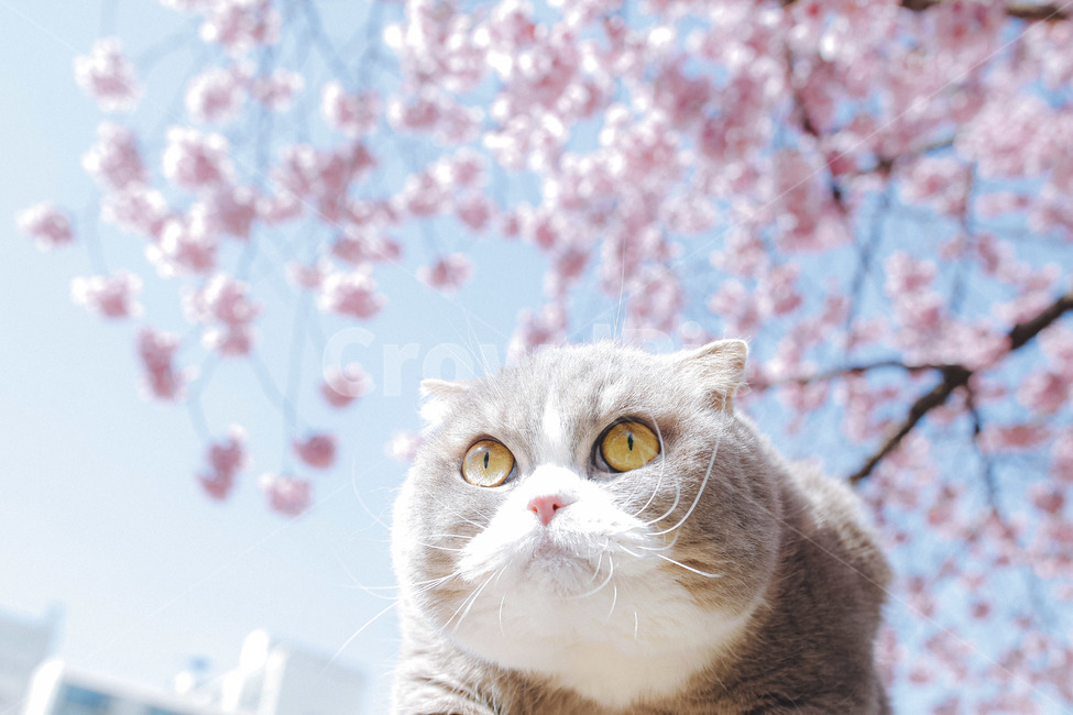동물,식물,고양이,cat,애완동물,벚꽃,봄,봄,계절,spring,season,동물,animal,포유류,mammal,고양이,cat,kitten,kitty