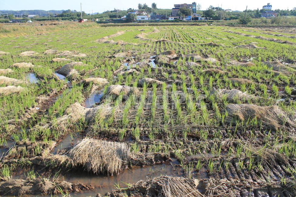 논,자연,nature,볏단,볏짚,ricesheaf,sheafofrice,ricepaddy,ricefield,추수,가을,계절,fall,autumn,season,농업,농사,agriculture,farming,farming industry,outdoors,옥외