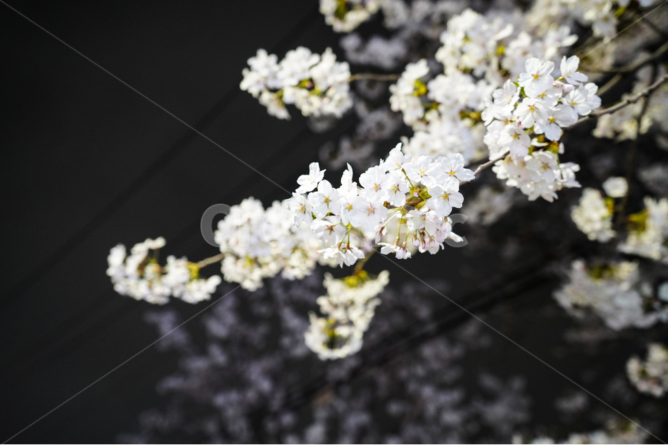 공덕,벚꽃길,벚꽃,경의선숲길,효창공원역,벚꽃나무,벚꽃축제,야경,야화,cherryblossom,blossom,nightview,봄,계절,spring,season,야경,밤,풍경,nightscape,night,landscape,식물,자연,plants,nature,꽃,flower,plant
