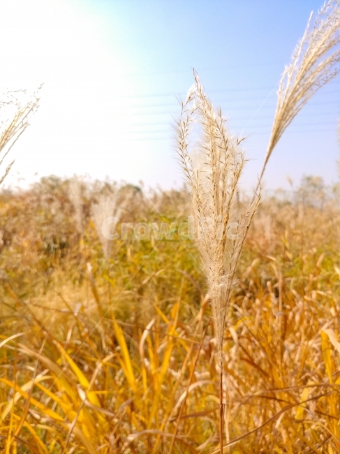 들판,억새,식물,가을,수확,곡물,fall,autumn,가을,계절,fall,autumn,season,식물,자연,plants,nature,plant,food,음식,vegetable,야채,grain