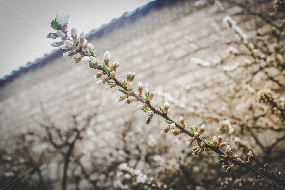 꽃,꽃망울,꽃봉오리,flower,spring