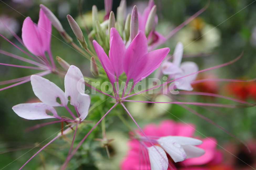 plant,식물,flower,꽃,blossom,풍접초,cleomehassleriana,tarenayahassleriana,양귀비목,백화채,양각채,거미꽃,spiderflower,거미식물,spiderplant,분홍색여왕,pinkqueen,할아버지수염,grandfatherswhiskers