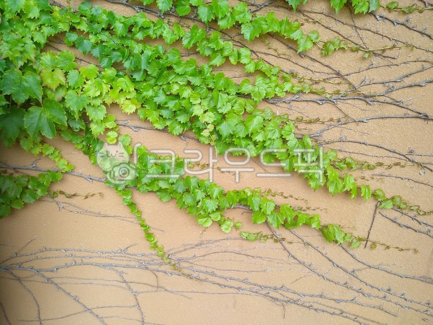 담쟁이,담쟁이덩굴,담쟁이식물,담쟁이잎,덩굴,관상식물