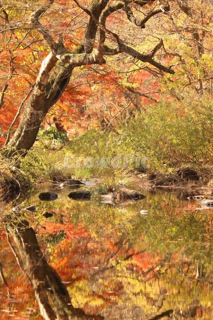 가을,단풍,반영,풍경,자연,가을,계절,fall,autumn,season,자연,풍경,nature,landscape,식물,plants,나무,trees,wood,water,물,outdoors,옥외,land,땅,tree,plant,leaf,잎