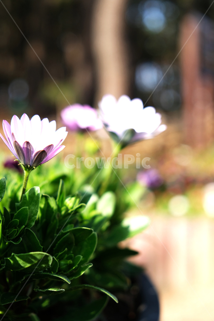 green,nature,Pine tree background,pink flower,leaf,flowerbackground,spring flowers,spring,beautiful,blooming,outfocus,season,garden,flower background,park