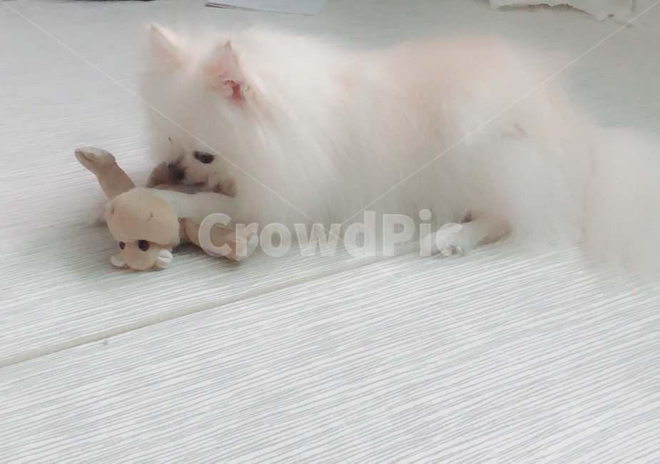 포메라니안,강아지,동물,귀여운동물,인형놀이,동물,animal,포유류,mammal,개,강아지,dog,doggy