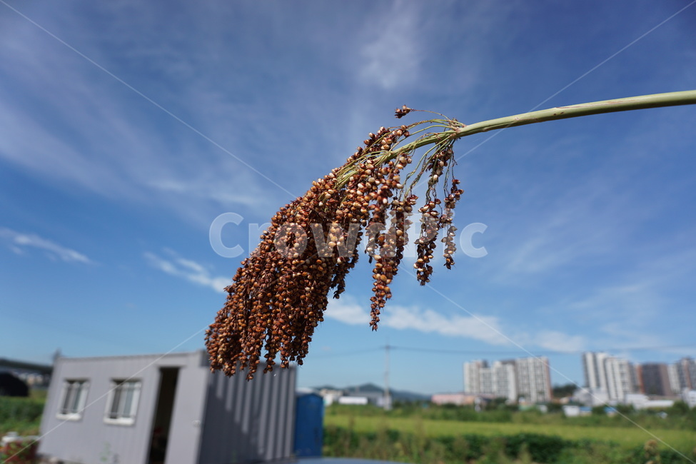 컨테이너,수수,밭,파란하늘,귀농,가을,근접,곡식,식물,자연,plants,nature