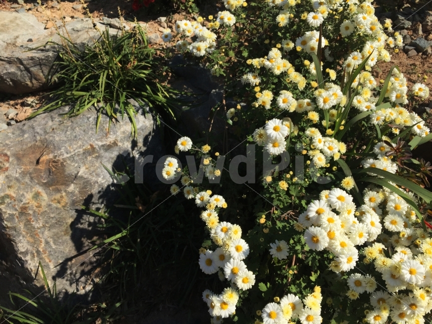 꽃,꽃밭,따뜻함,햇살,빛,식물,자연,plants,nature,꽃,flower
