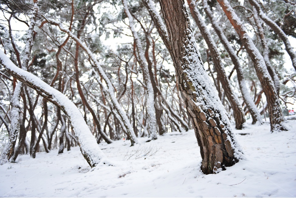 tree,나무,plant,식물,nature,자연,outdoors,옥외,winter,snow,눈,storm,폭풍,blizzard,눈보라,treetrunk,나무줄기,경주,삼릉,삼릉소나무,삼릉솔숲,소나무,솔숲,삼릉설경,솔숲설경,겨울,계절,겨울,계절,winter,season,자연,풍경,nature,landscape