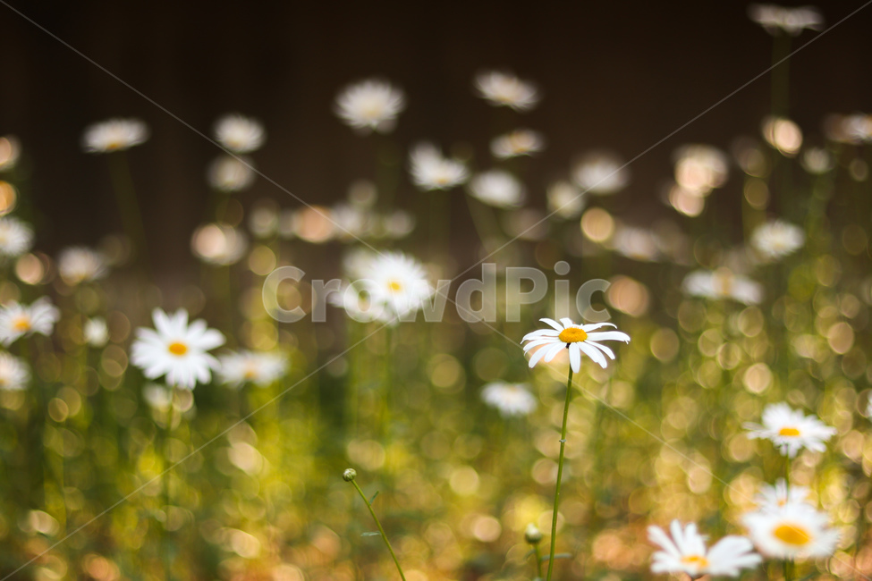 꽃,자연,초록,식물,순결,감성,아웃포커스,풀,flower,nature,순수,몽환,봄,따뜻함,감수성,식물,자연,plants,nature,꽃,flower,감성,sensible,feeling