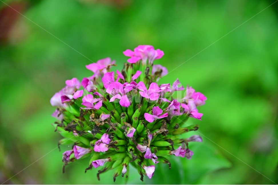 plant,식물,blossom,flower,꽃,야생화,갯패랭이꽃