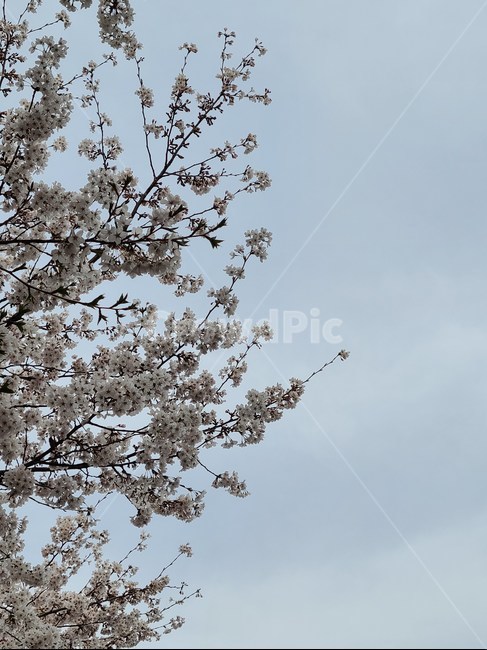 plant,꽃,식물,blossom,flower