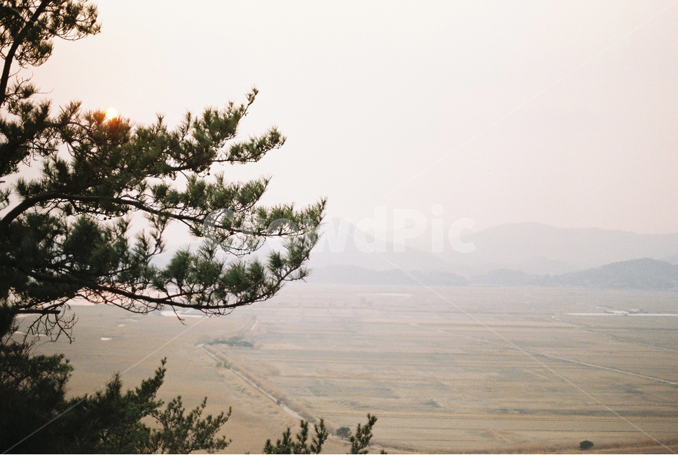 순천만습지,갈대밭,전망대,필름카메라,노을,소나무,나무,film,하늘,겨울,landscape,풍경,경관,구름,cloudy